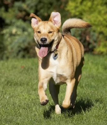 I just can't wait to get there
Schlüsselwörter: Critter Dog Dogs German Shepherd Labrador Play Playing Playtime Run Running Tail Tongue Wagging