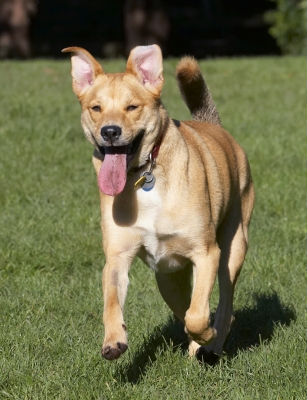 I'm coming
Palabras clave: Critter Dog Dogs German Shepherd Labrador Play Playing Playtime Run Running Tongue