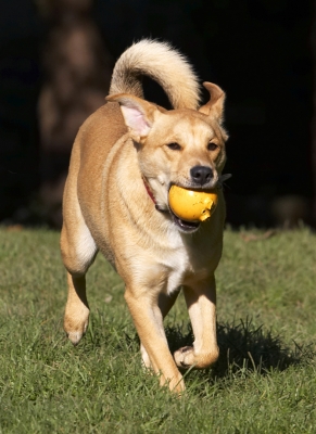Yeah, I got the ball
Ključne besede: Ball Critter Dog Dogs German Shepherd Labrador Play Playing Playtime Run Running