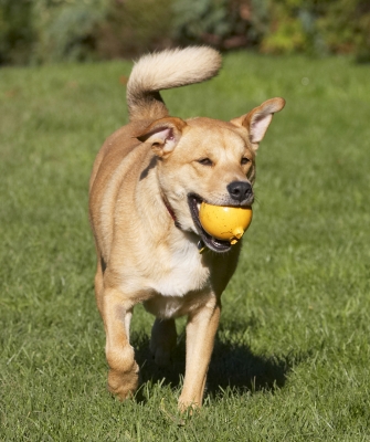 Hey, where do I take this?
Anahtar kelimeler: Ball Critter Dog Dogs German Shepherd Labrador Play Playing Playtime Run Running
