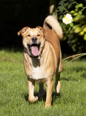 Look, mom, no ball
Keywords: Critter Dog Dogs German Shepherd Labrador Play Playing Playtime Run Running Tongue
