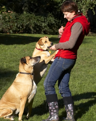 C'mon, hand over
Keywords: Aga Cookie Critter Dog Dogs German Shepherd Labrador Play Playing Playtime Savannah