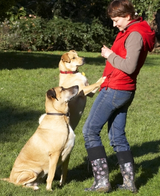 How long you gonna hang on to that cookie?
Schlüsselwörter: Aga Cookie Critter Dog Dogs German Shepherd Labrador Play Playing Playtime Savannah