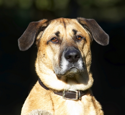 I am happy really
Keywords: Dog Dogs German Shepherd Head Labrador Play Playing Playtime Savannah