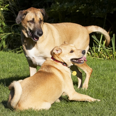 Wot?!  We were only playing
Schlüsselwörter: Best Critter Dog Dogs Friends German Shepherd Labrador Play Playing Playtime Savannah Tongue