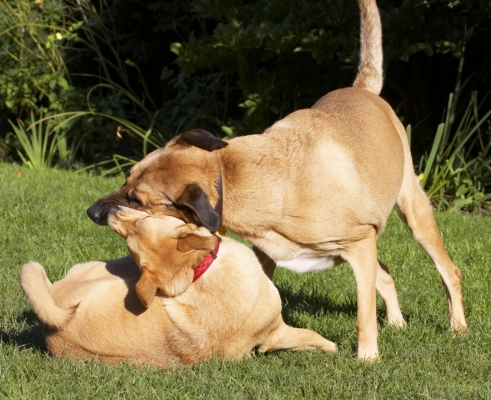 Grrr, grrr, grrr
Schlüsselwörter: Best Critter Dog Dogs Friends German Shepherd Labrador Play Playing Playtime Savannah