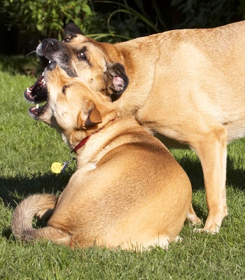 I look more fierce than you
Anahtar kelimeler: Best Critter Dog Dogs Friends German Shepherd Labrador Play Playing Playtime Savannah