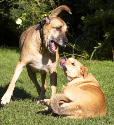 Yeah, go on, I'm really frightened - NOT
Keywords: Best Critter Dog Dogs Friends German Shepherd Labrador Play Playing Playtime Savannah Tongue