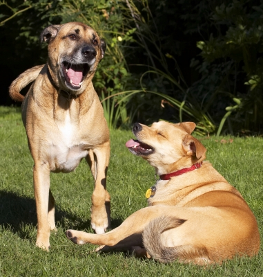 Ha, ha, ha
Ключові слова: Best Critter Dog Dogs Friends German Shepherd Labrador Laugh Laughing Play Playing Playtime Savannah Smile Smiling Tongue