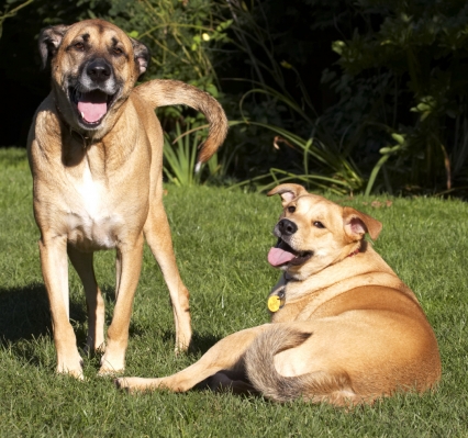 Did you get the joke?
Schlüsselwörter: Best Critter Dog Dogs Friends German Shepherd Labrador Laugh Laughing Play Playing Playtime Savannah Smile Smiling Tongue