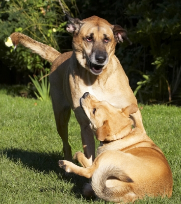 Go on, let's have some more
Keywords: Best Critter Dog Dogs Friends German Shepherd Labrador Play Playing Playtime Savannah