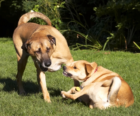 I can take you on lying down
Palabras Clave: Best Critter Dog Dogs Friends German Shepherd Labrador Play Playing Playtime Savannah
