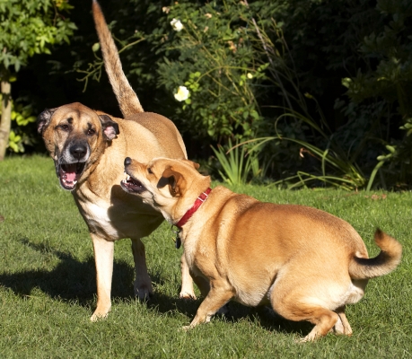 You've got me going now
Ključne besede: Best Critter Dog Dogs Friends German Shepherd Labrador Play Playing Playtime Savannah