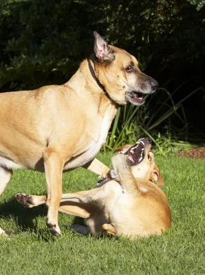 OK, I know you're bigger than me
Schlüsselwörter: Best Critter Dog Dogs Friends German Shepherd Labrador Play Playing Playtime Savannah