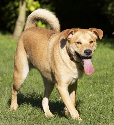 I need some time out
Palabras clave: Critter Dog Dogs German Shepherd Labrador Play Playing Playtime Tongue