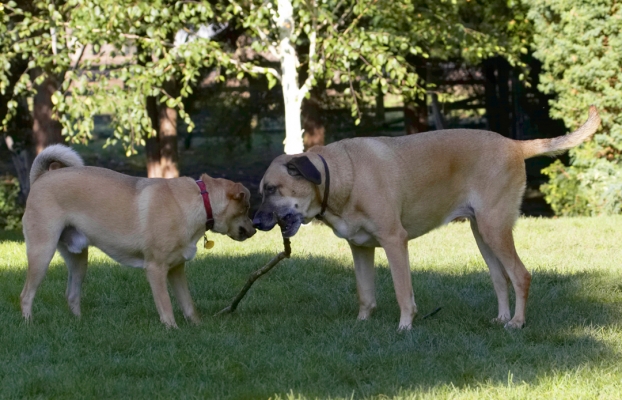 You gonna share that?
Anahtar kelimeler: Critter Dog Dogs German Shepherd Labrador Play Playing Playtime Savannah Stick