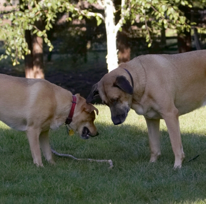 Oh look, you've dropped it
Mots-clés: Critter Dog Dogs German Shepherd Labrador Play Playing Playtime Savannah Stick