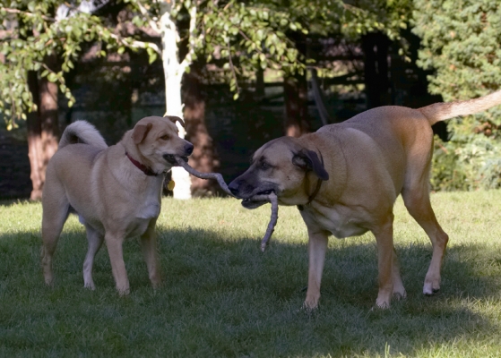 You gonna let go?
Palabras clave: Critter Dog Dogs German Shepherd Labrador Play Playing Playtime Savannah Stick Tug-o-war
