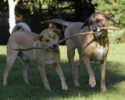 Let go you whippersnapper
Ključne besede: Critter Dog Dogs German Shepherd Labrador Play Playing Playtime Savannah Stick Tug-o-war