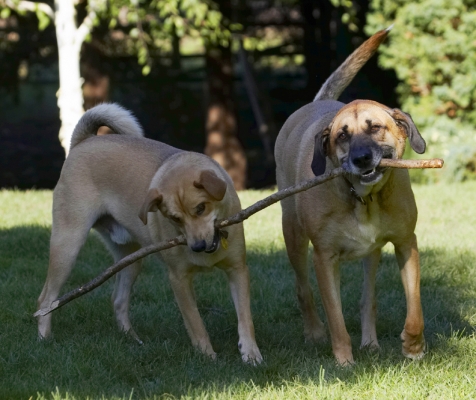 I'm not letting go first
Keywords: Critter Dog Dogs German Shepherd Labrador Play Playing Playtime Savannah Stick Tug-o-war