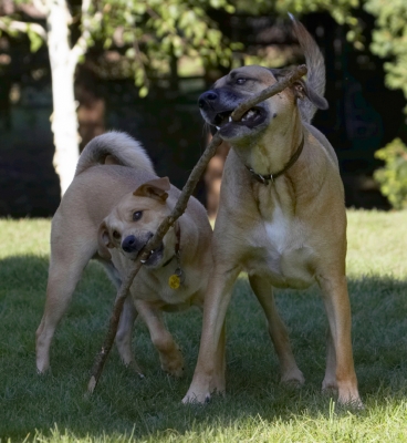 Let goooooooooooooo
Klíčová slova: Critter Dog Dogs German Shepherd Labrador Play Playing Playtime Savannah Stick Tug-o-war