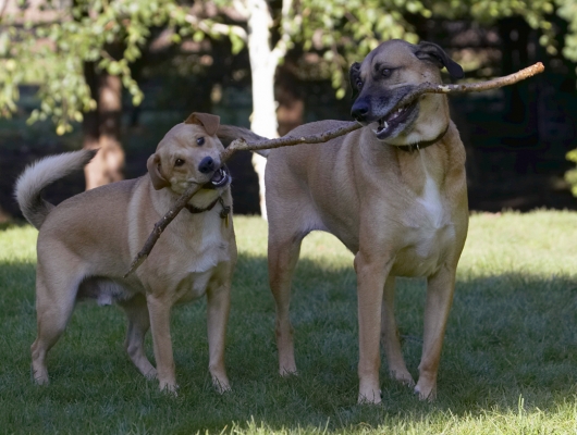 You're not gonna give up, are you
Słowa kluczowe: Critter Dog Dogs German Shepherd Labrador Play Playing Playtime Savannah Stick Tug-o-war