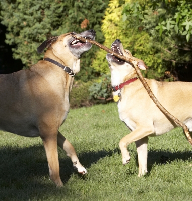 No, you can't have my end
Palabras clave: Critter Dog Dogs German Shepherd Labrador Play Playing Playtime Savannah Stick Tug-o-war