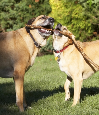 C'mon you youngster, give me the stick
Schlüsselwörter: Best Critter Dog Dogs Friends German Shepherd Labrador Play Playing Playtime Savannah Stick Tug-o-war