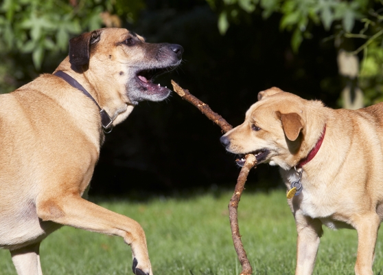 Darn it, I've lost
Ключові слова: Critter Dog Dogs German Shepherd Labrador Play Playing Playtime Savannah Stick