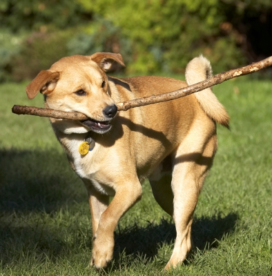 See, I can play all by myself
Keywords: Critter Dog Dogs German Shepherd Labrador Play Playing Playtime Stick