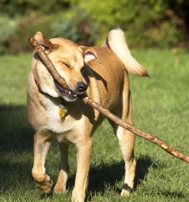 I am just so enjoying myself
Keywords: Critter Dog Dogs German Shepherd Labrador Play Playing Playtime Stick