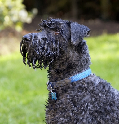 OK, I'm paying attention
Keywords: Dog Dogs Kerry Blue Terrier Paddy Play Playing Playtime Terriers