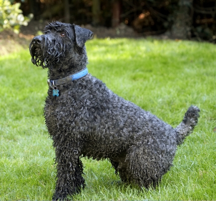 This IS sitting
Keywords: Dog Dogs Kerry Blue Terrier Paddy Play Playing Playtime Sit Sitting Terriers