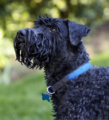 I'm not going anywhere!!
Keywords: Dog Dogs Head Kerry Blue Terrier Paddy Play Playing Playtime Terriers