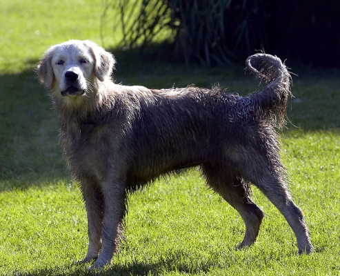 Wot, you've never seen an all over mudpack before
Ključne besede: Dog Dogs Golden Retriever Play Playing Playtime Retrievers Tia