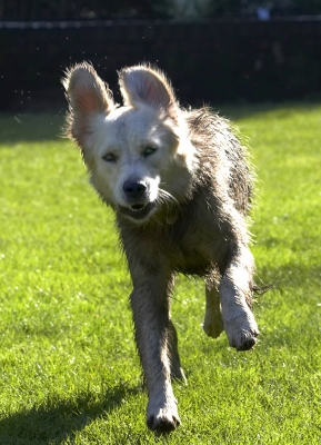 I'm gonna give you a big hug!!
Schlüsselwörter: Dog Dogs Golden Retriever Play Playing Playtime Retrievers Run Running Tia