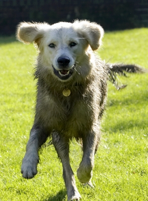 Get ready, here I come
Palabras clave: Dog Dogs Golden Retriever Play Playing Playtime Retrievers Run Running Tia