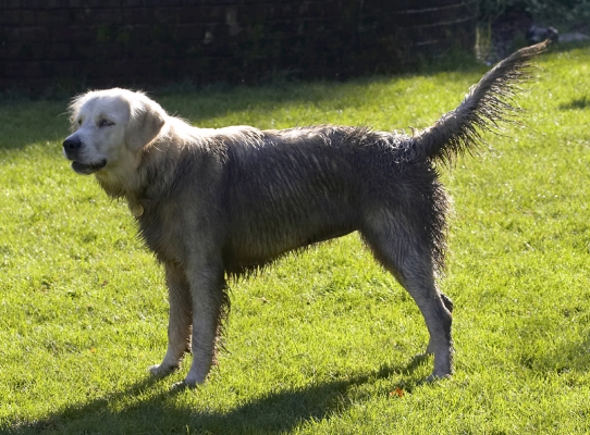 Gosh, Mom will be so proud of me
Palabras clave: Dog Dogs Golden Retriever Play Playing Playtime Retrievers Tia