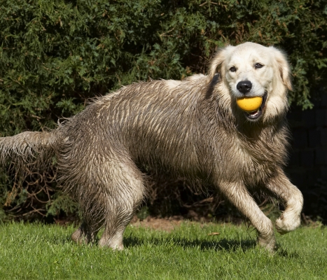 Gotta run round to get dry
Λέξεις-κλειδιά: Ball Dog Dogs Golden Retriever Play Playing Playtime Retrievers Tia