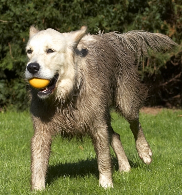 You think I'm bringing this ball back..........
Keywords: Ball Dog Dogs Golden Retriever Play Playing Playtime Retrievers Run Running Tia
