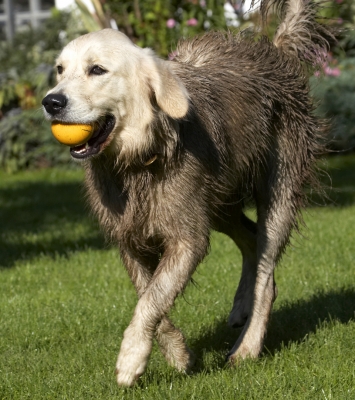 Look at my ball room dancing - geddit?!
Keywords: Ball Dog Dogs Golden Retriever Play Playing Playtime Retrievers Tia