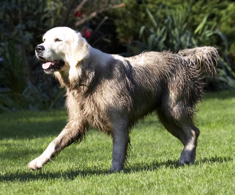 I know, I'm supposed to be golden
Anahtar kelimeler: Dog Dogs Golden Retriever Play Playing Playtime Retrievers Run Running Tia