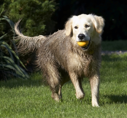 I'm thinking of returning the ball
Keywords: Ball Dog Dogs Golden Retriever Play Playing Playtime Retrievers Tia