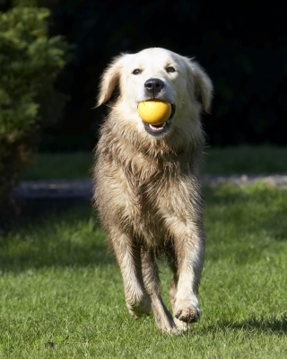 This is such fun
Palabras clave: Ball Dog Dogs Golden Retriever Play Playing Playtime Retrievers Run Running Tia