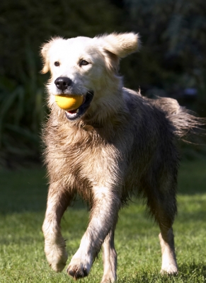 Look, I can hold this ball forever
الكلمات الإستدلالية(لتسهيل البحث): Ball Dog Dogs Golden Retriever Play Playing Playtime Retrievers Run Running Tia