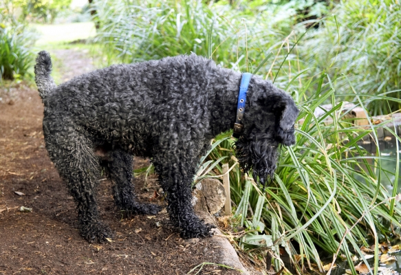 Hmmm, think I'll go in again
Schlüsselwörter: Dog Dogs Kerry Blue Terrier Paddy Play Playing Playtime Terriers