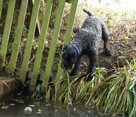 Whoops, how am I gonna get that ball
Schlüsselwörter: Dog Dogs Kerry Blue Terrier Paddy Play Playing Playtime Terriers