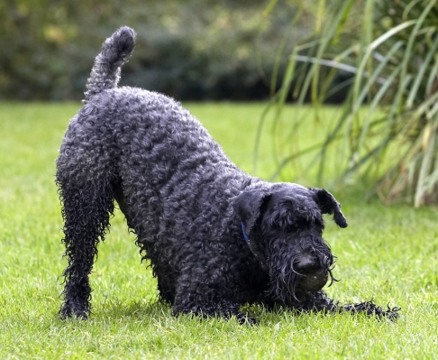OK, I'm ready for play
Palabras Clave: Dog Dogs Kerry Blue Terrier Paddy Play Playing Playtime Terriers