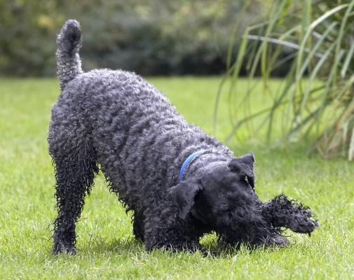 C'mon, ball, move
Ključne besede: Ball Dog Dogs Kerry Blue Terrier Paddy Play Playing Playtime Terriers