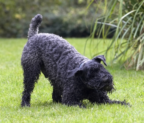 Gottit
Schlüsselwörter: Ball Dog Dogs Kerry Blue Terrier Paddy Play Playing Playtime Terriers